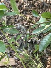 Fraxinus caroliniana
