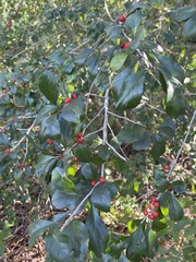 Ilex ambigua