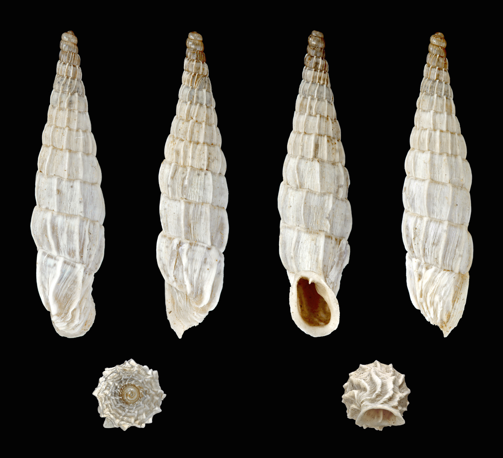 Albinaria praeclara