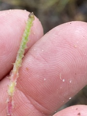 Froelichia floridana
