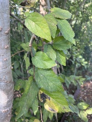 Celtis
