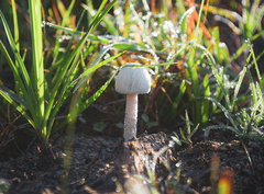 Panaeolus solidipes
