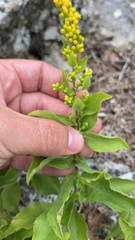 Solidago drummondii