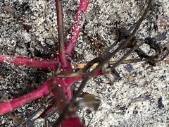 Froelichia floridana