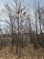 Fraxinus pennsylvanica