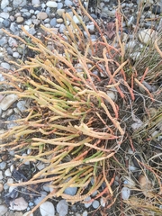 Salicornia perennis
