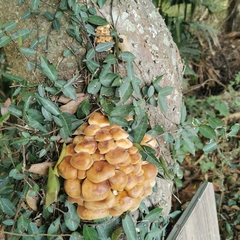 Flammulina filiformis