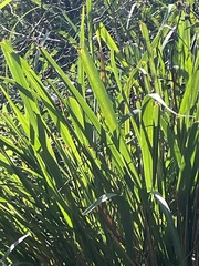 Zizaniopsis miliacea