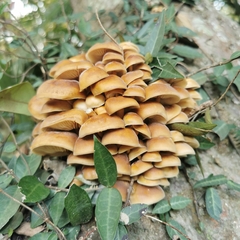 Flammulina filiformis