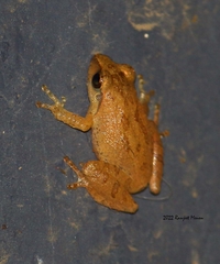 Pseudophilautus