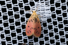 Miltochrista parallelina