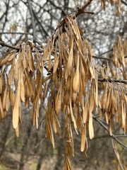 Fraxinus pennsylvanica