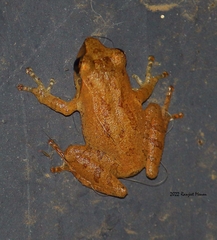 Pseudophilautus