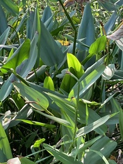 Pontederia cordata