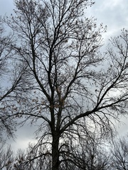 Fraxinus pennsylvanica