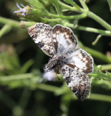 Chiomara georgina