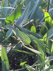 Pontederia cordata