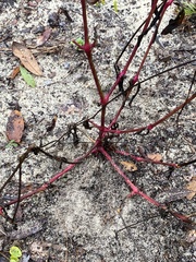 Froelichia floridana
