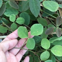 Desmodium scorpiurus