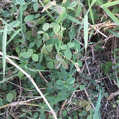 Desmodium scorpiurus