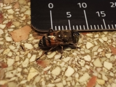 Eristalinus taeniops