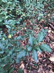 Ligustrum