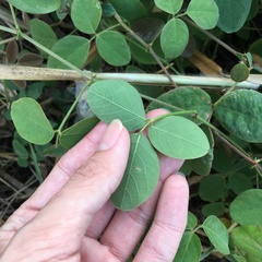 Desmodium scorpiurus
