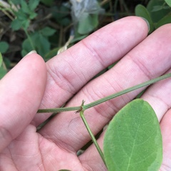 Desmodium scorpiurus