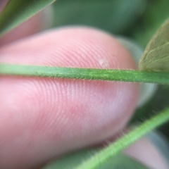 Desmodium scorpiurus