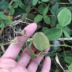 Desmodium scorpiurus