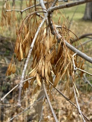 Fraxinus pennsylvanica