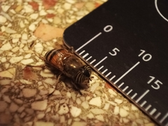 Eristalinus taeniops