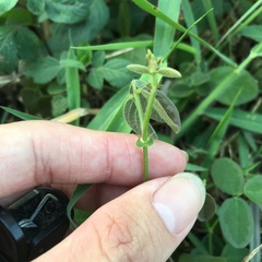 Desmodium scorpiurus