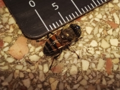 Eristalinus taeniops