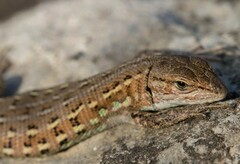Psammodromus edwarsianus