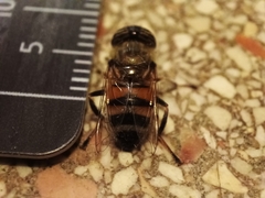Eristalinus taeniops