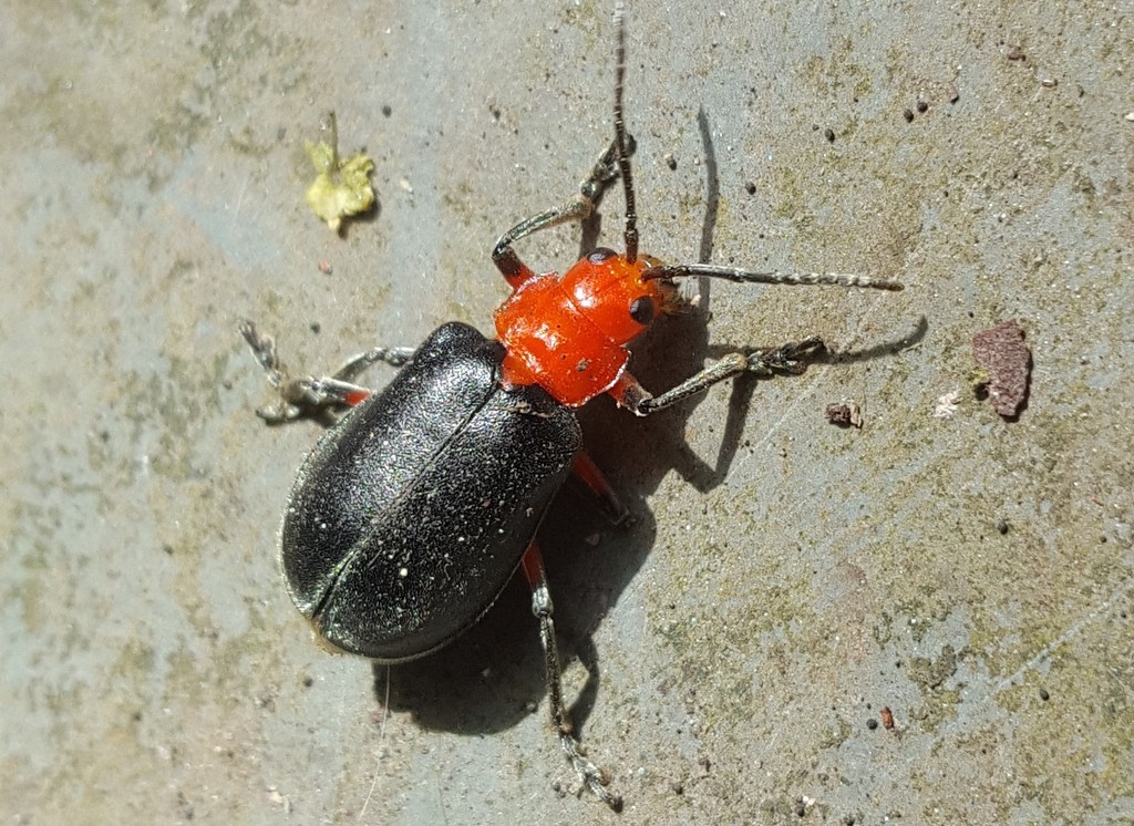 Coelomera lanio