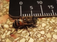 Eristalinus taeniops