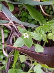 Stellaria
