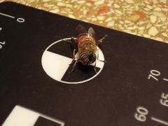 Eristalinus taeniops