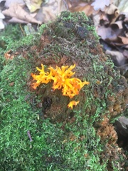 Clavulinopsis corniculata