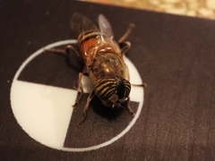 Eristalinus taeniops