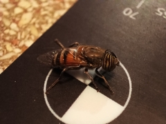Eristalinus taeniops