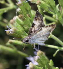 Chiomara georgina