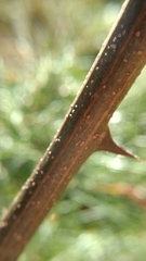 Robinia pseudoacacia