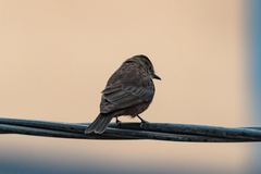 Pyrocephalus rubinus obscurus
