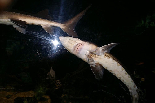 Lake Sturgeon