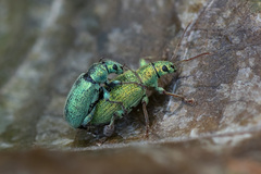 Phyllobius argentatus