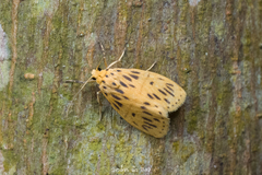 Miltochrista malayproducta