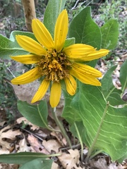 Wyethia